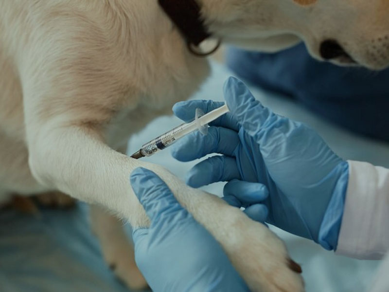 Vaksin AIM Nerbitake Data Praklinis Paling Anyar saka Vaksin Rabies mRNA ing 