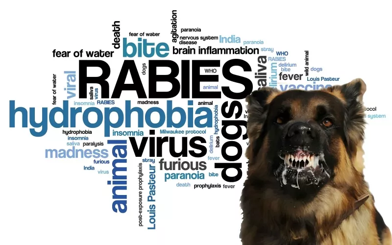 Konsensus Pakar babagan Profilaksis Pasca Pajanan Rabies ing Anak (Edisi 2025)